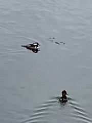 Lophodytes cucullatus