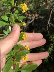 Berberis fendleri