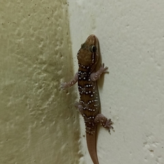 Hemidactylus triedrus