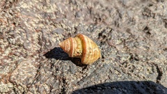 Opeatostoma pseudodon