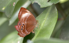 Abisara saturata kausambioides
