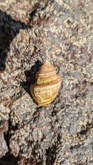 Opeatostoma pseudodon