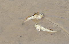 Periophthalmus chrysospilos