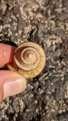 Opeatostoma pseudodon