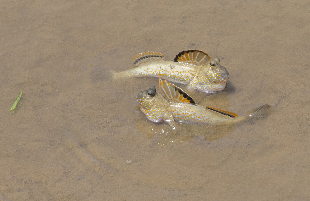Gold-Spotted Mudskipper