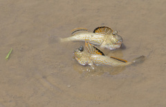 Periophthalmus chrysospilos