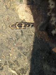 Abudefduf concolor