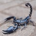 Asian Blue Forest Scorpion - Photo (c) faridmuzaki, some rights reserved (CC BY-NC)