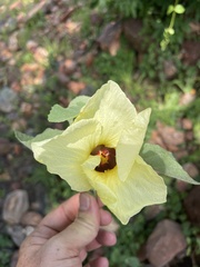 Hibiscus platycalyx