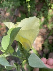 Hibiscus platycalyx