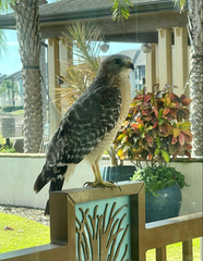 Buteo lineatus