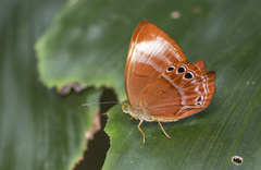 Abisara saturata