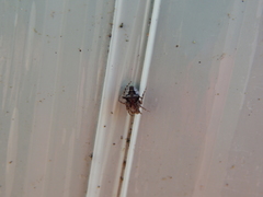 Araneus sturmi