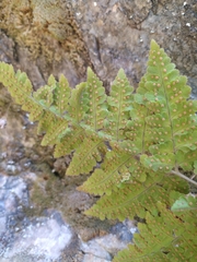 Hypodematium
