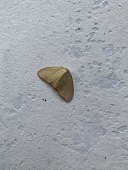 Lepidoptera
