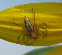 Oxyopes javanus