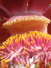 Couroupita guianensis