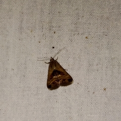 Acantholipes
