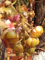 Couroupita guianensis