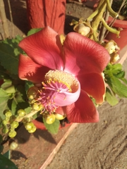 Couroupita guianensis