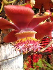 Couroupita guianensis