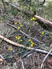 Thermopsis montana