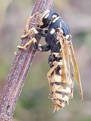 Ophiocordyceps humbertii