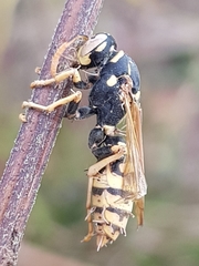 Ophiocordyceps humbertii