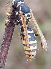 Ophiocordyceps humbertii