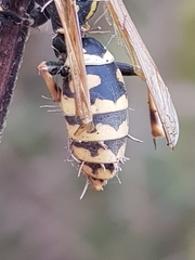 Ophiocordyceps humbertii
