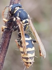 Ophiocordyceps humbertii