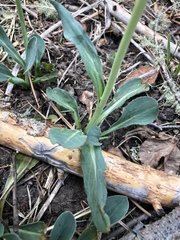 Thermopsis montana