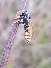Ophiocordyceps humbertii
