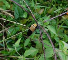 Chauliognathus heros