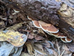 Metuloidea murashkinskyi