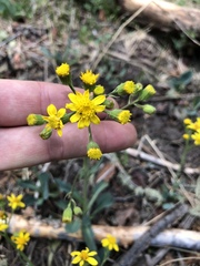Thermopsis montana
