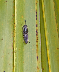 Hermetia sexmaculata