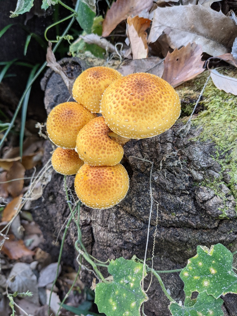 Pholiota adiposa