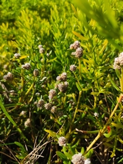 Blutaparon vermiculare