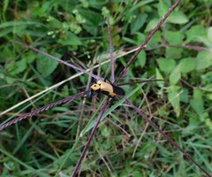 Chauliognathus heros