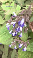 Salvia plurispicata