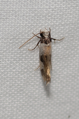 Monopis icterogastra