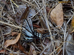 Protographium epidaus fenochionis