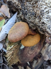 Gymnopilus aeruginosus