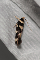 Macrobathra arrectella
