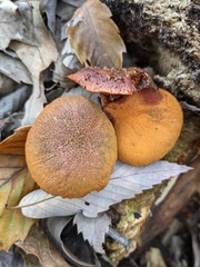Gymnopilus aeruginosus