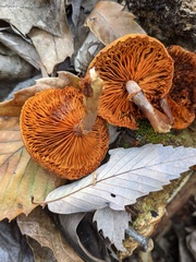 Gymnopilus aeruginosus