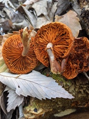 Gymnopilus aeruginosus