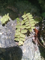 Adiantum edgeworthii