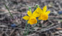 Narcissus assoanus